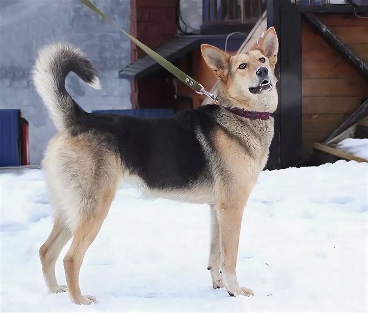 Щенок Метиз овчарки и лайки