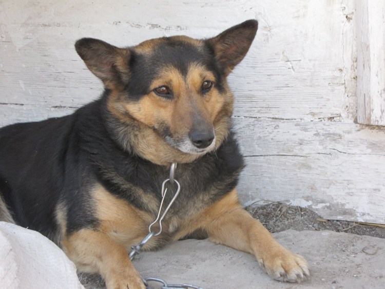 Метис овчарки и лайки щенки 2 месяца