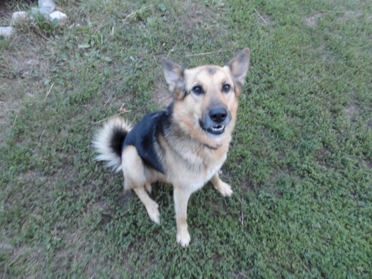 Метис хаски и овчарки