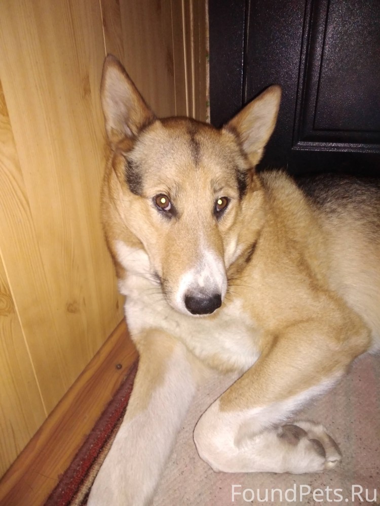 Метис хаски и овчарки