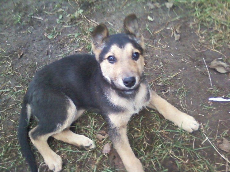 Карело финская овчарка