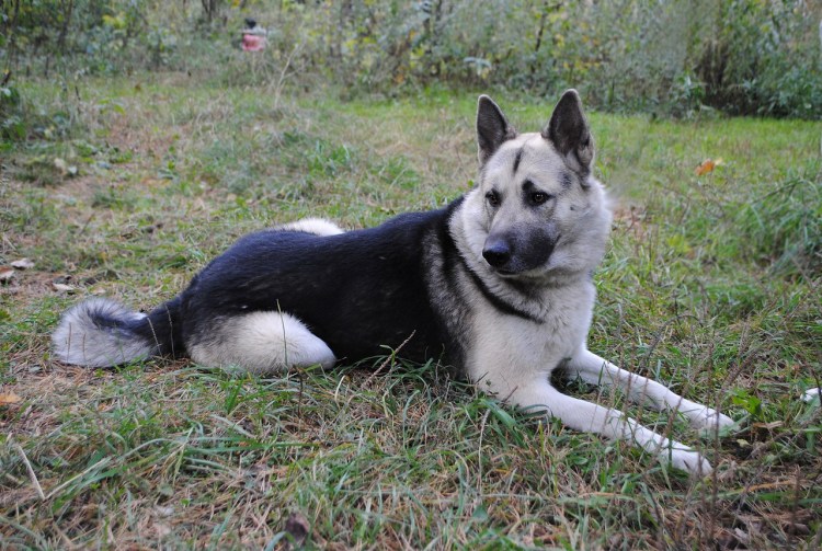 Метис лайки и овчарки
