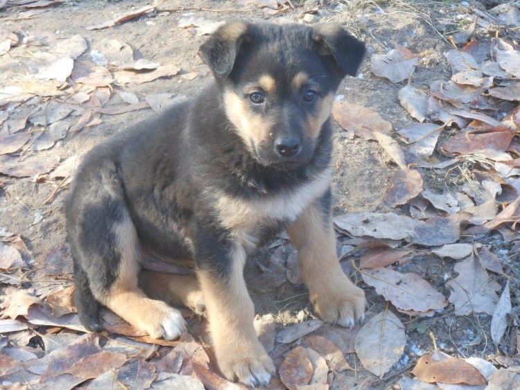 Помесь лайки и овчарки