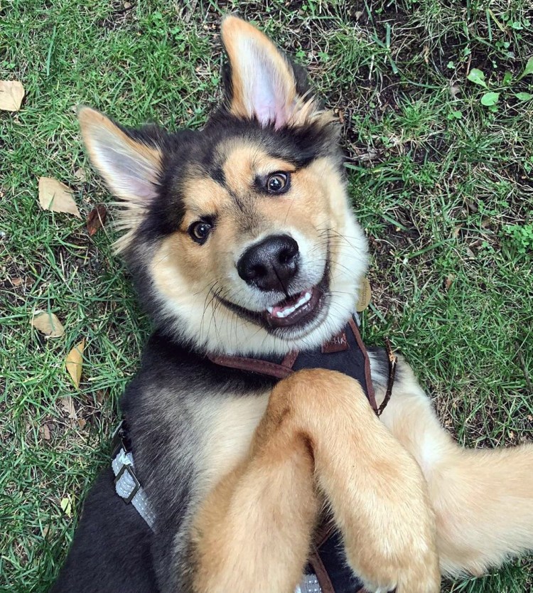 Помесь лайки и овчарки