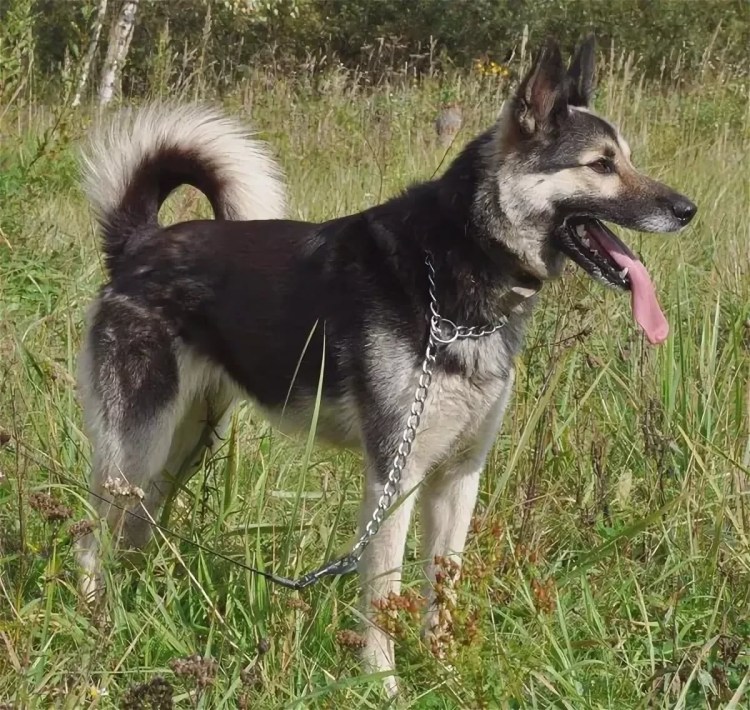 Дворняжка лайка овчарка