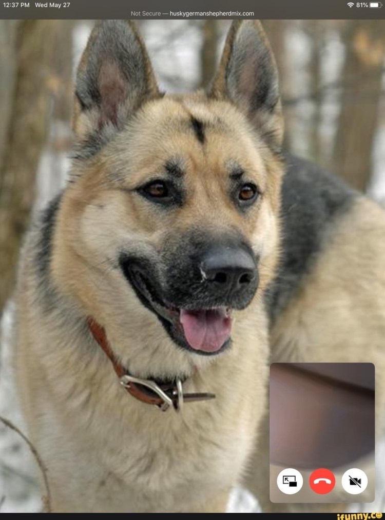 Смесь лайки и дворняги