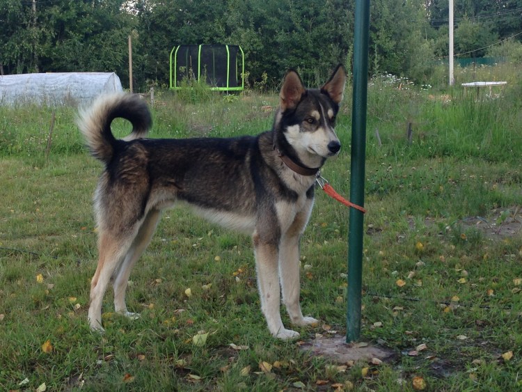 Герберийский шепски