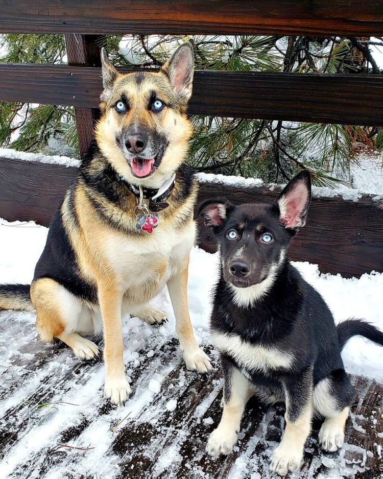 Метис бельгийской и немецкой овчарки