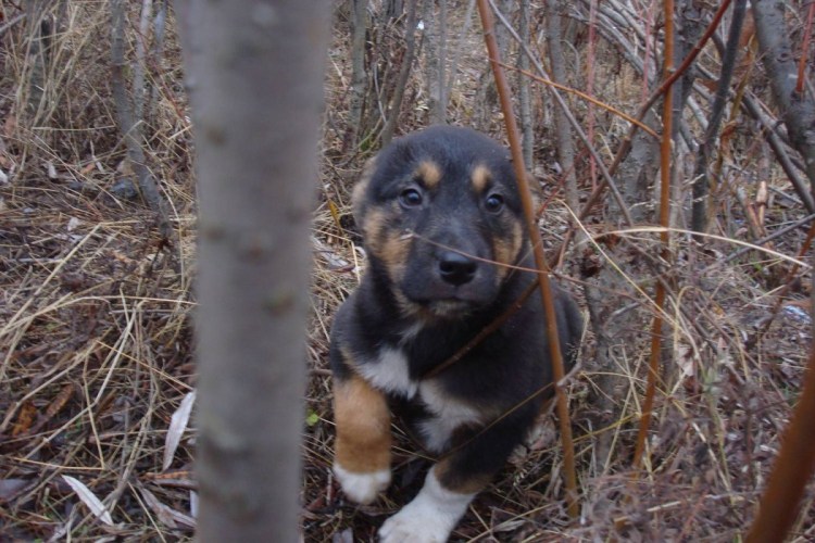 Овчарка с хаски и лайкой