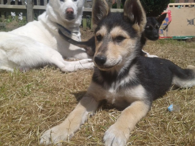 Помесь хаски и овчарки