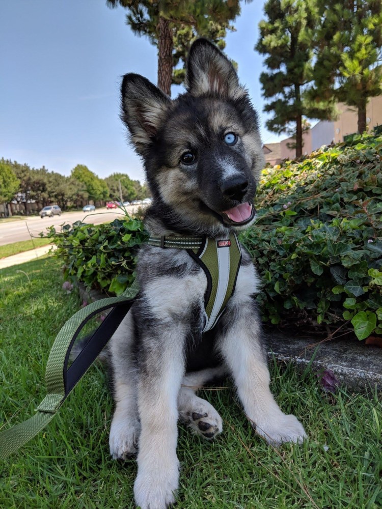 Северная овчарка