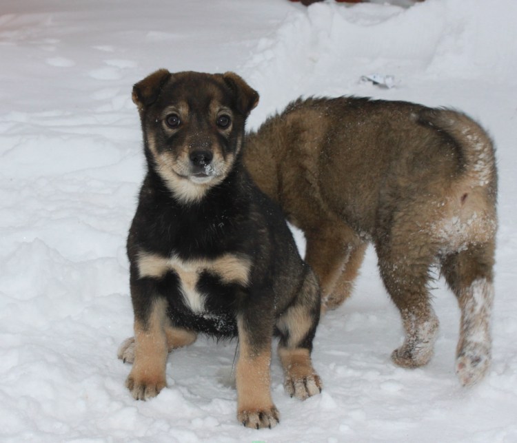 Метис кавказской овчарки