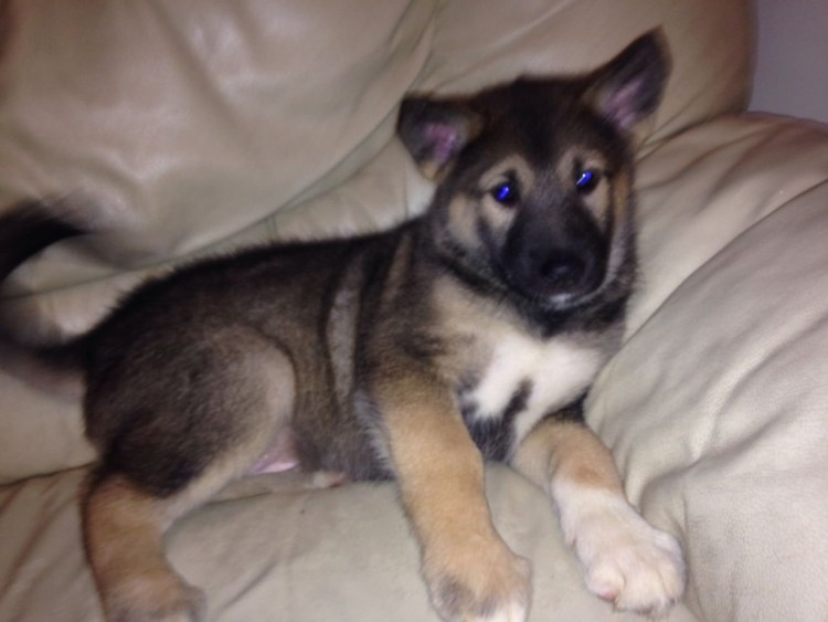 Метис лайки и овчарки