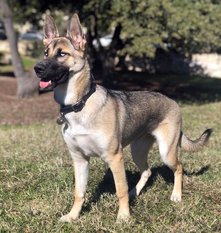 Сибирская овчарка