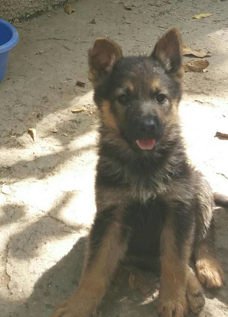 Метис между лайкой и овчаркой