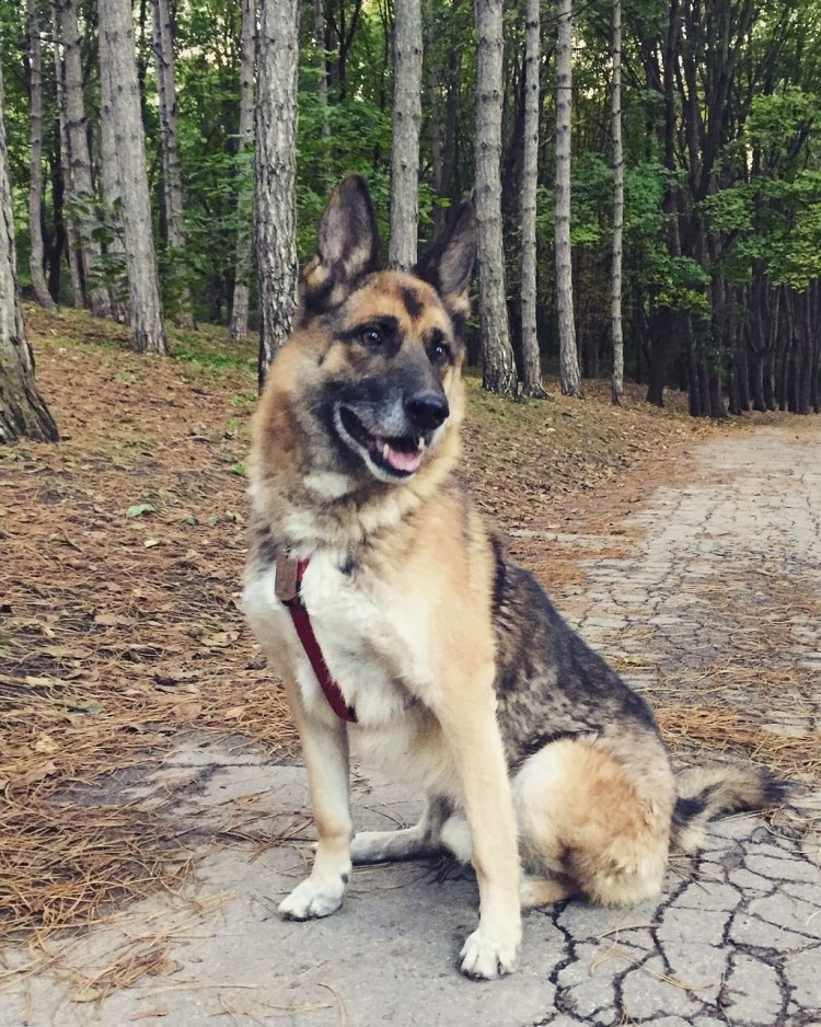Метис Восточно европейской лайки
