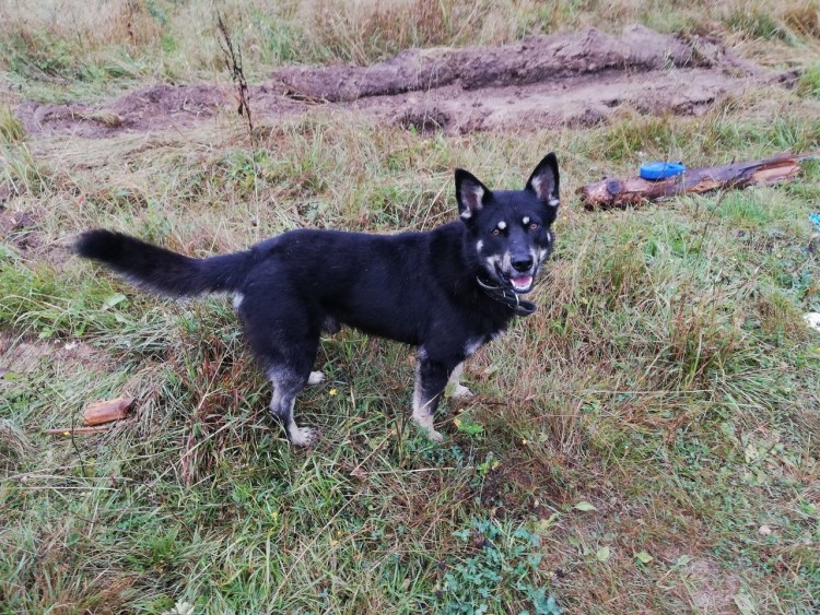 Помесь лайки и овчарки щенки
