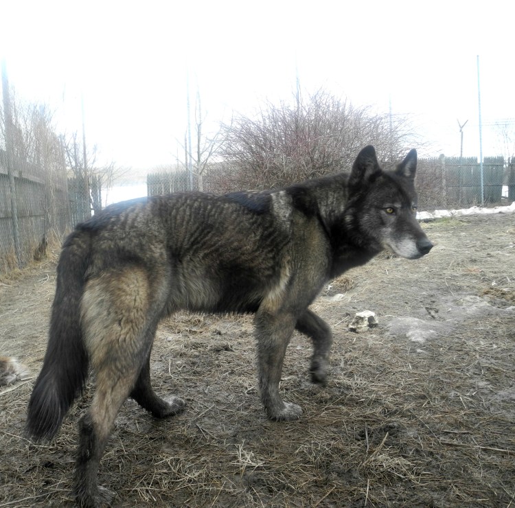 Восточносибирская лайка метис