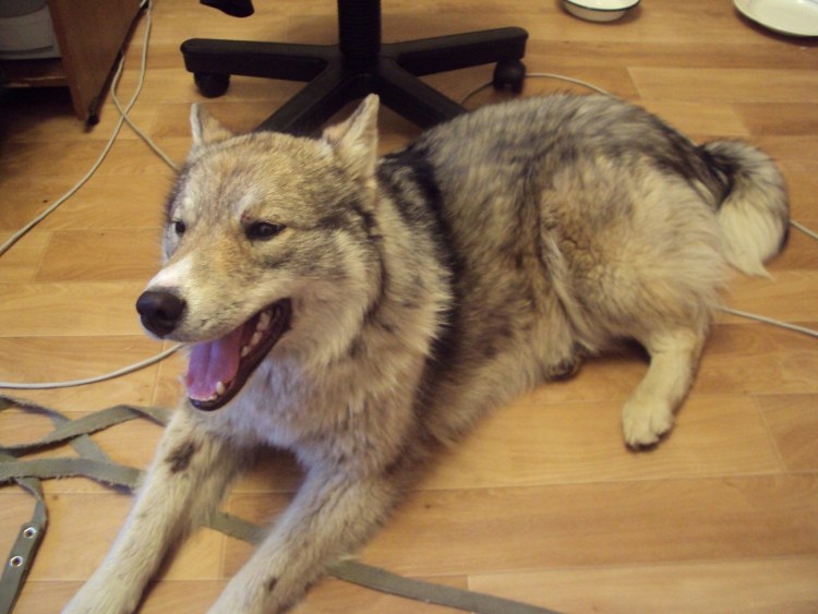 Аляскинский маламут метис