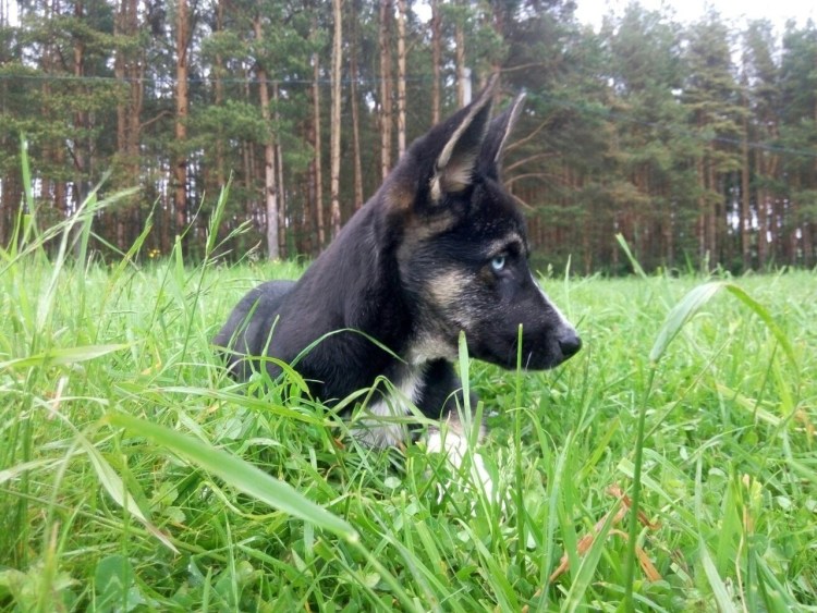 Метис овчарки, лайки волка