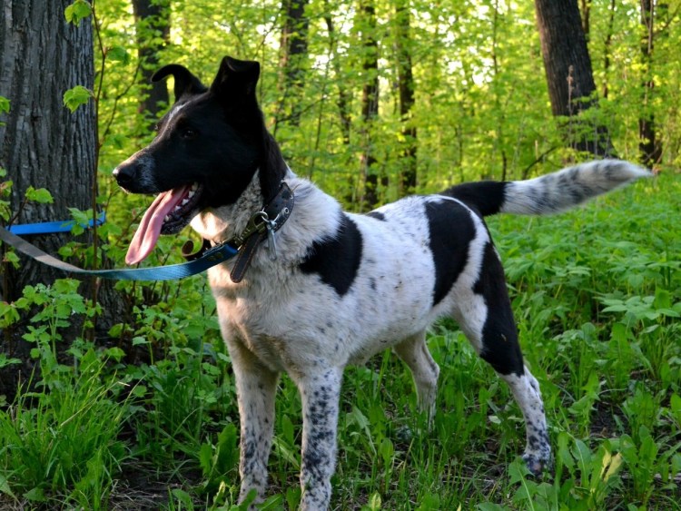 Дворянская порода собак