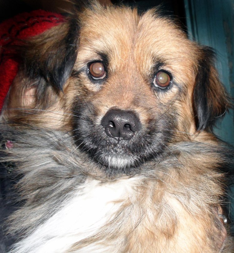 Дворянин порода собаки