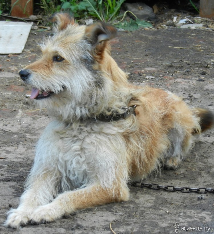 Дворянин порода собаки