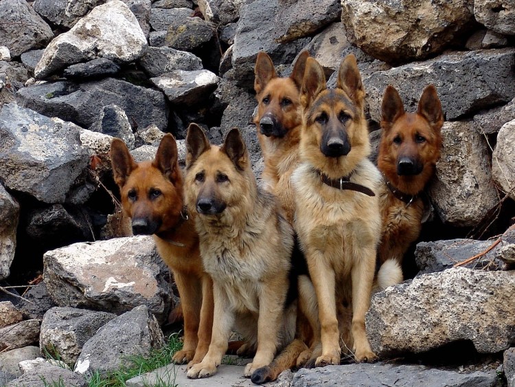 Дворянин собака щенок