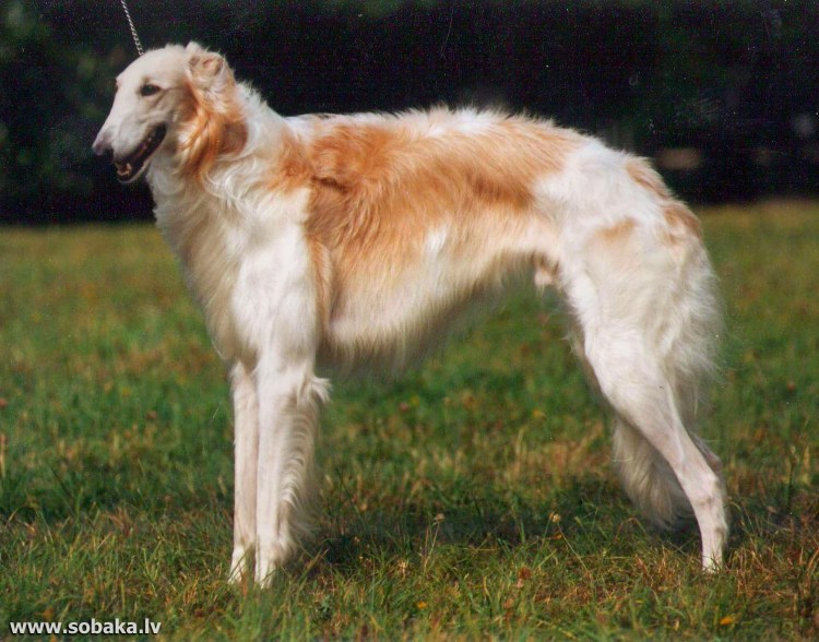 Русский дворянин собака