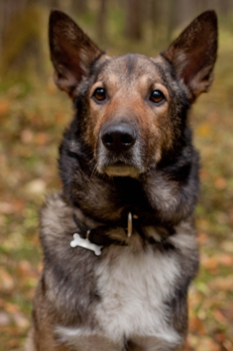 Дворянская собака