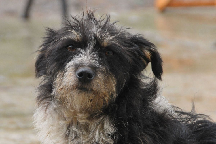 Дворняжка помесь с овчаркой