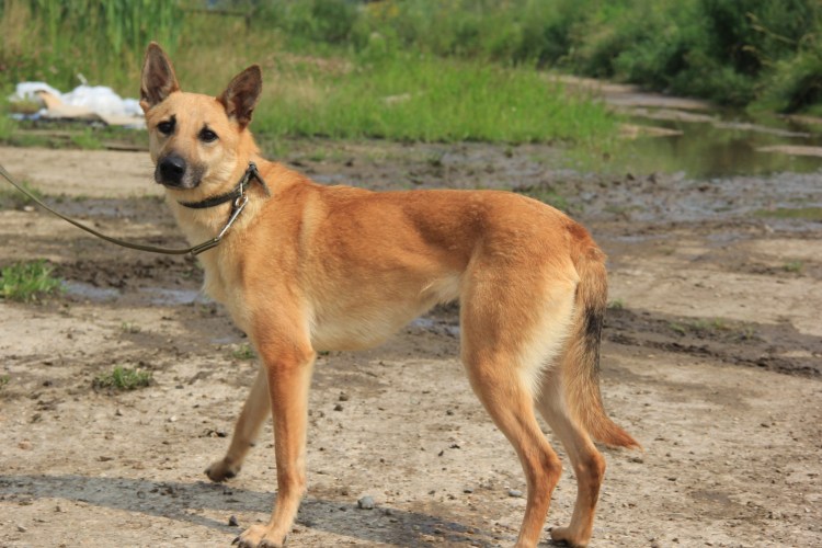 Одис новая порода собак