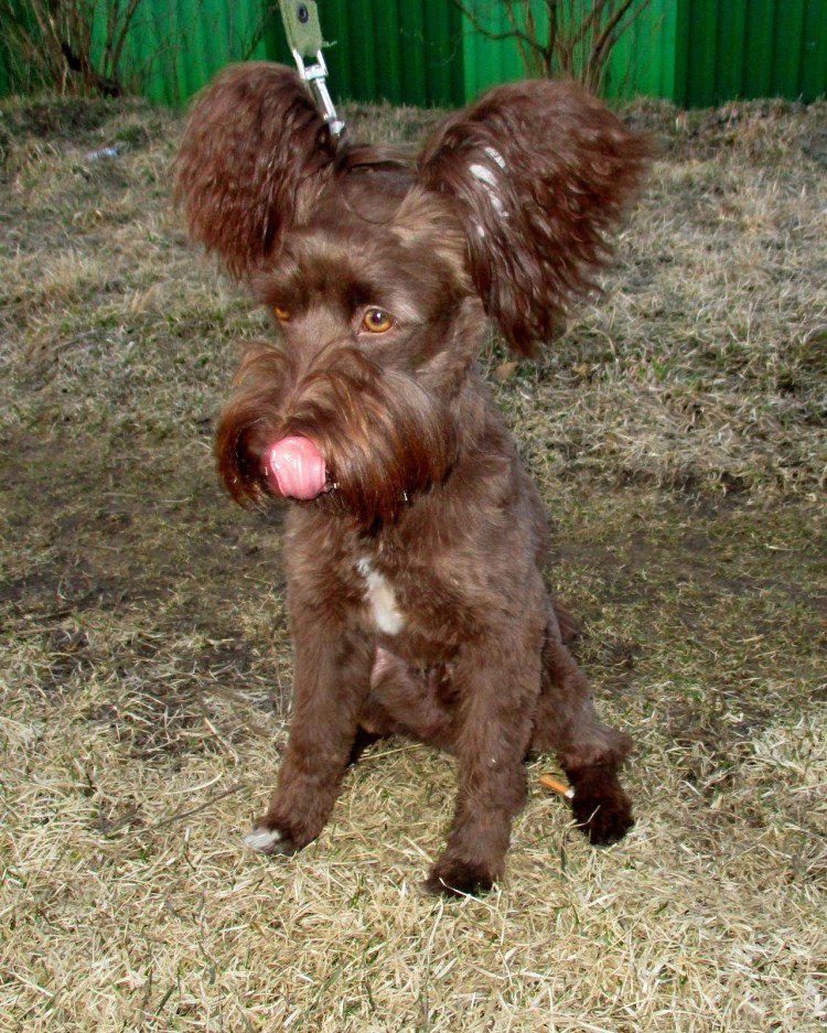 Дворянка порода собаки