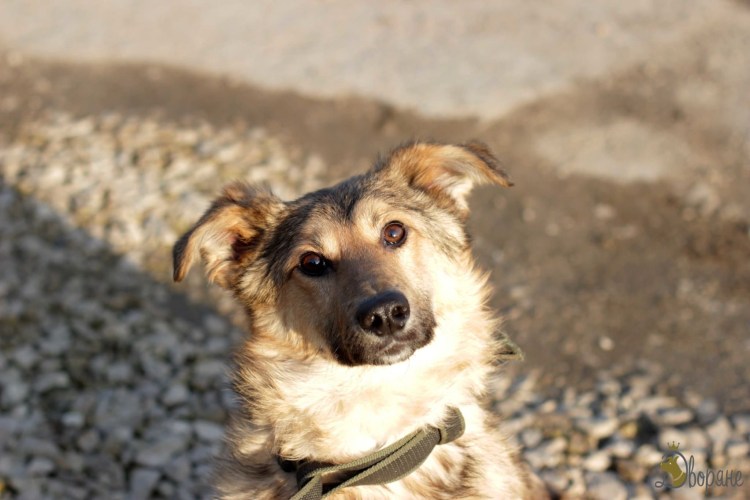 Чистокровный дворянин собака