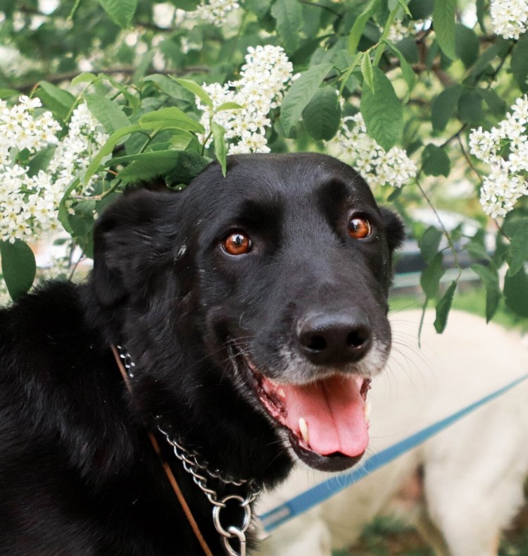 Американская овчарка Шайлоу