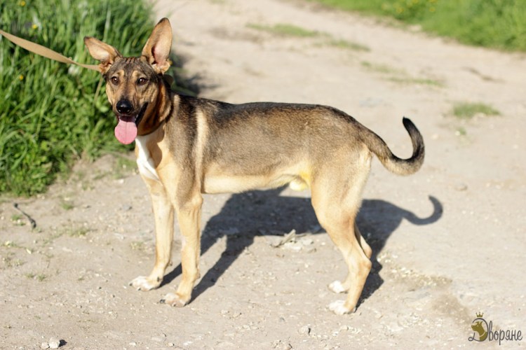 Дворянин порода собаки