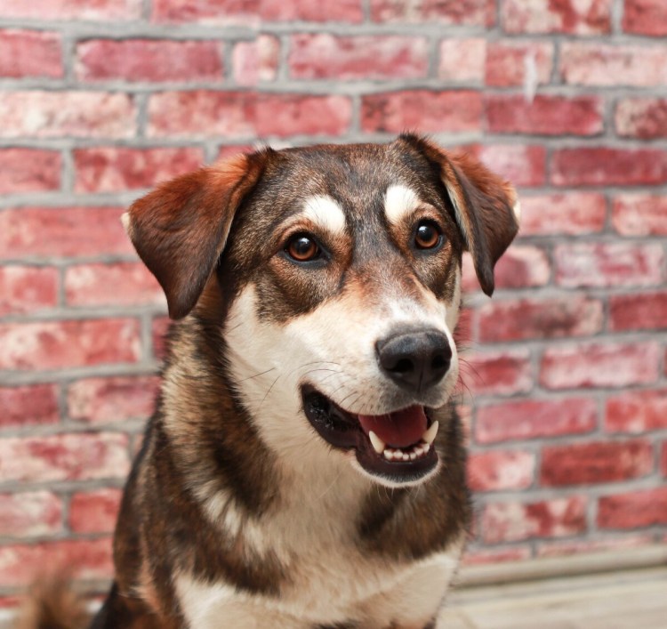 Царская охотничья собака