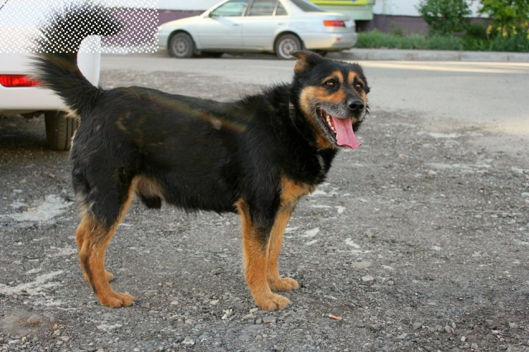 Франт собака