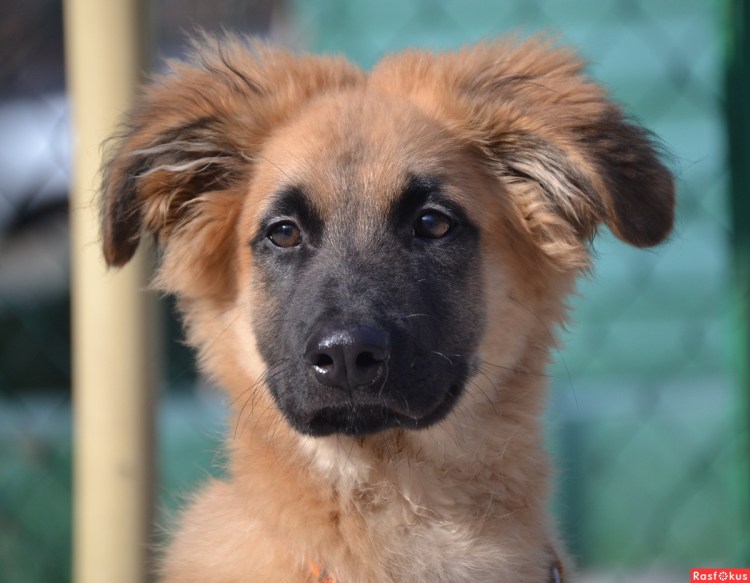 Дворянка собака