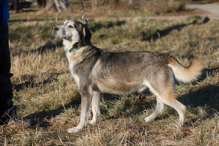 Дворянская порода собак