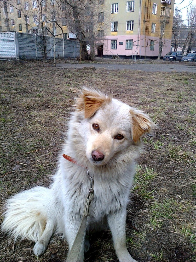 Дворянин порода собаки