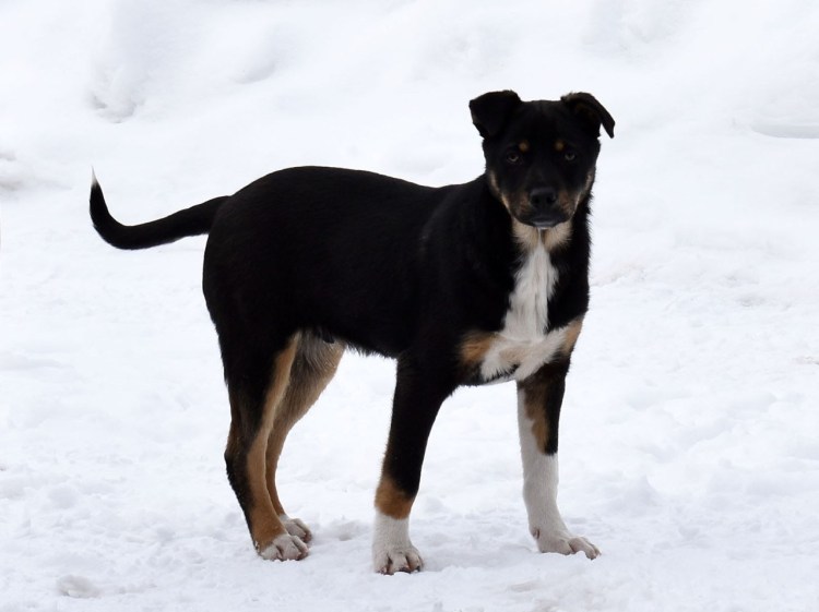 Русская Дворянская собака