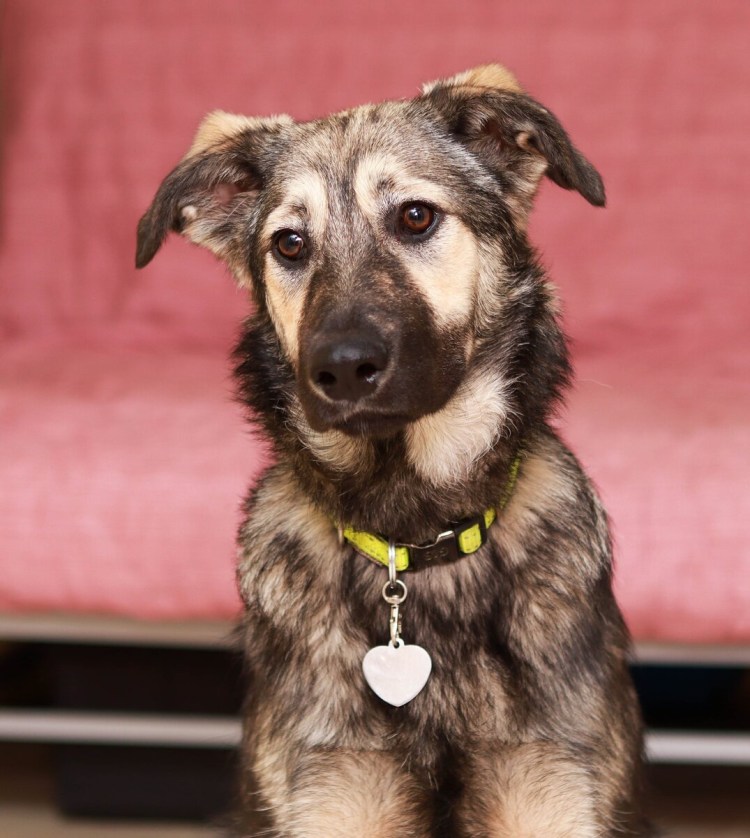 Дворянка порода собаки