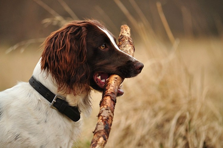 Собака колли Шотландская овчарка