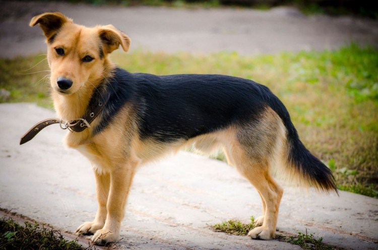 Дворянин порода собаки