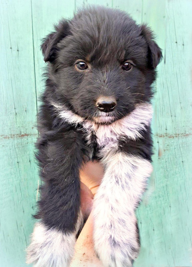 Дворянин собака