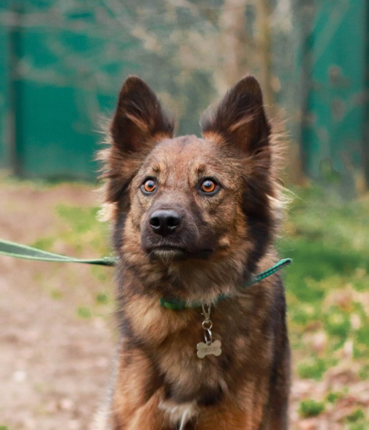 Спрингер-спаниель английский Грант