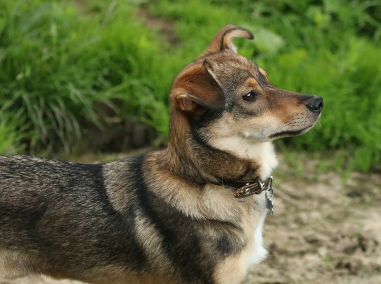 Русская Дворянская собака