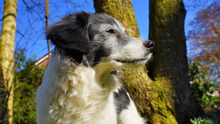 Собака трюфель