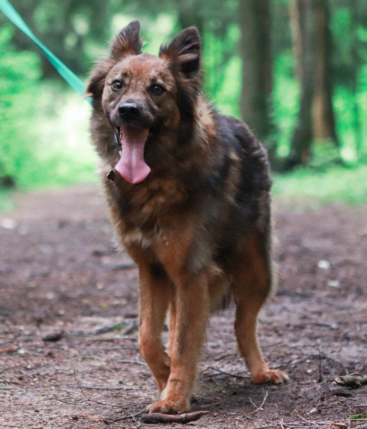 Московская сторожевая рост